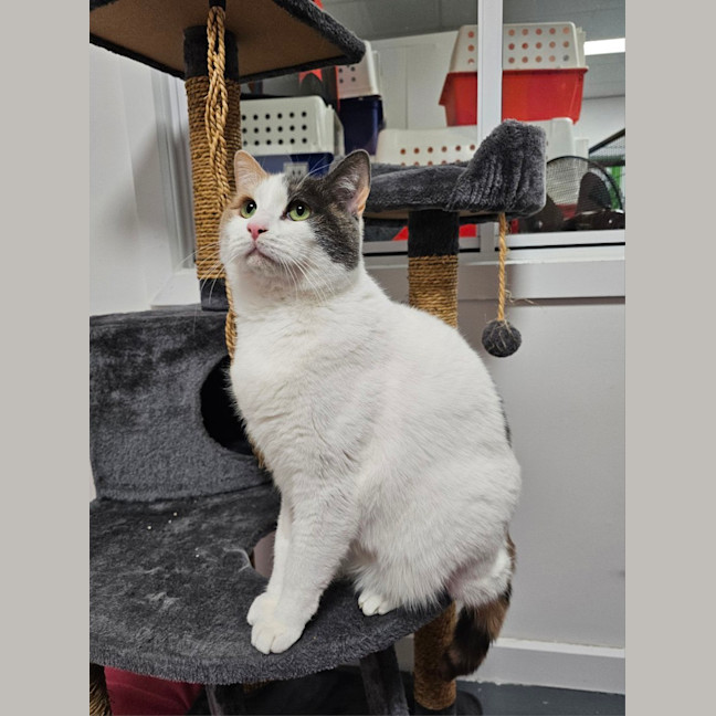 Photo of Diamond