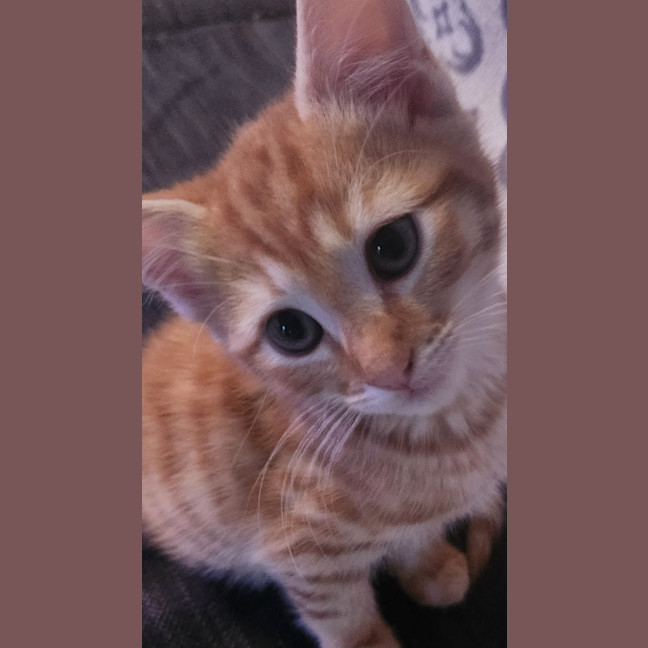 Photo of Kiwi
