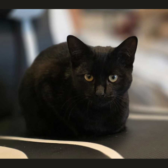 Photo of Pepper