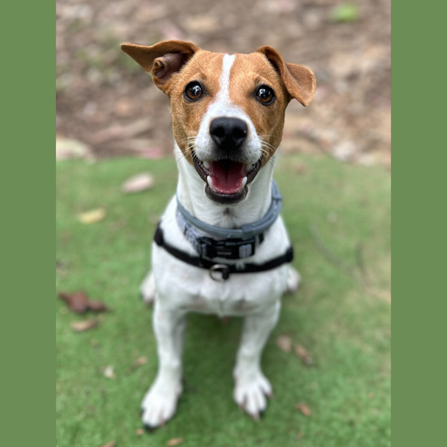 Photo of Sadie