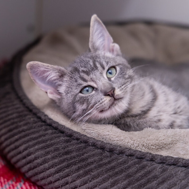 Photo of Odin