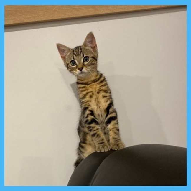 Photo of Bagel