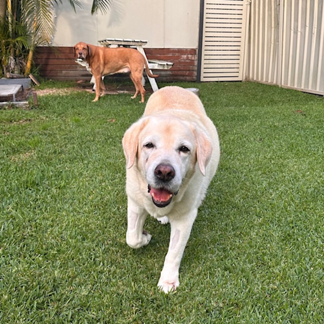 Photo of Bobby   12 Year Old Labrador