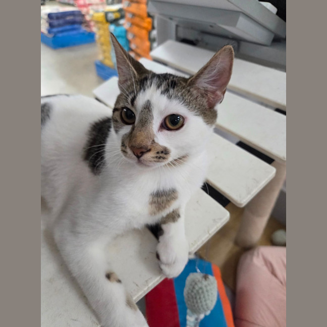 Photo of Alvin   Child, Cat And Dog Friendly