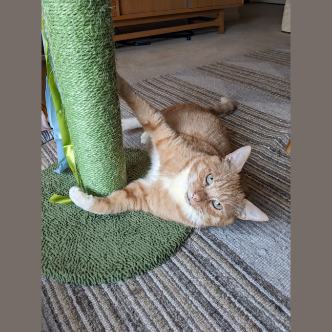 Photo of Cheeto   Located In Coburg