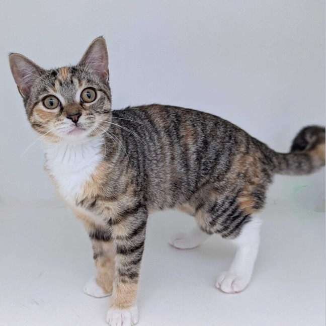 Photo of Daphne