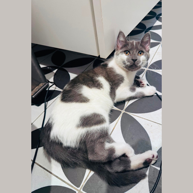 Photo of Wren 💕