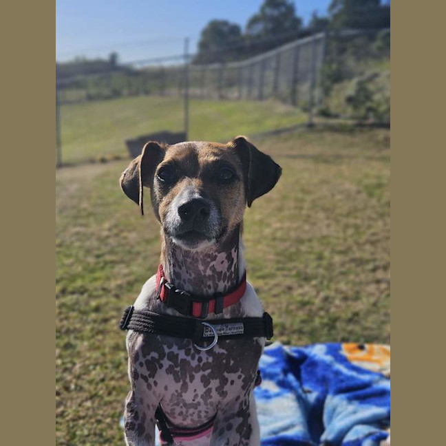 Photo of Bubba