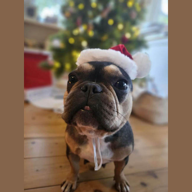 Photo of Lexi   1 Year Old French Bulldog (On Trial)