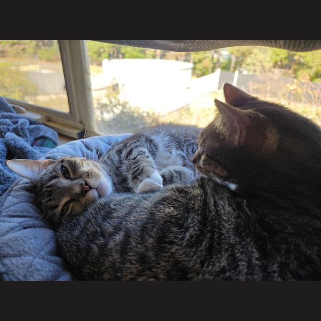 Photo of Poppy & Pepper