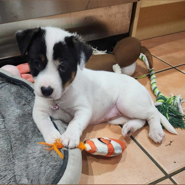 Photo of Gypsy