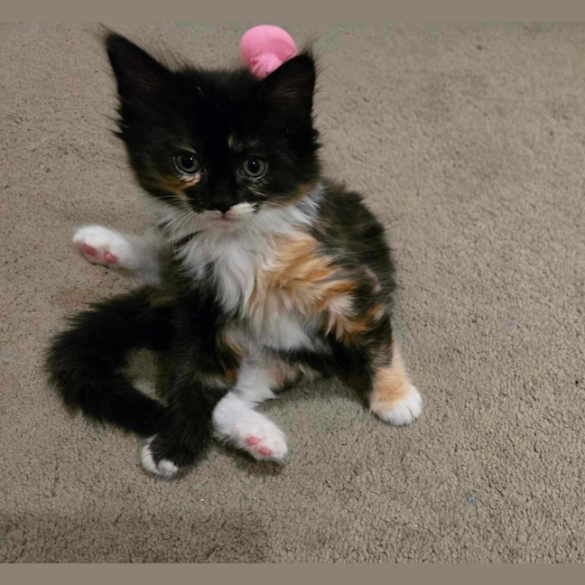 Photo of Creaming Soda