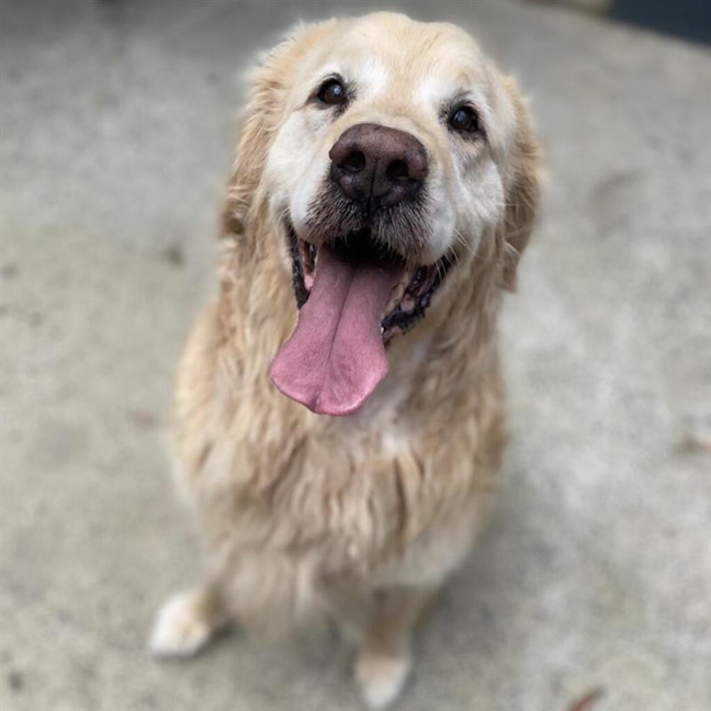 Photo of Archie