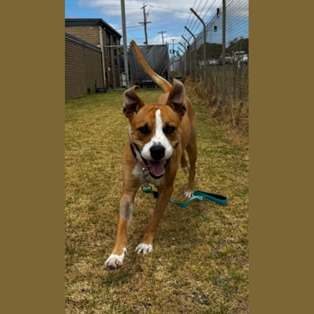 Photo of Tiger (68291)