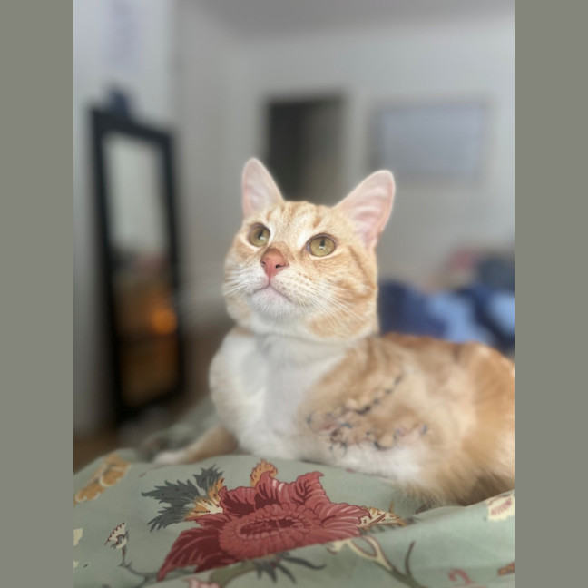 Photo of Nemo