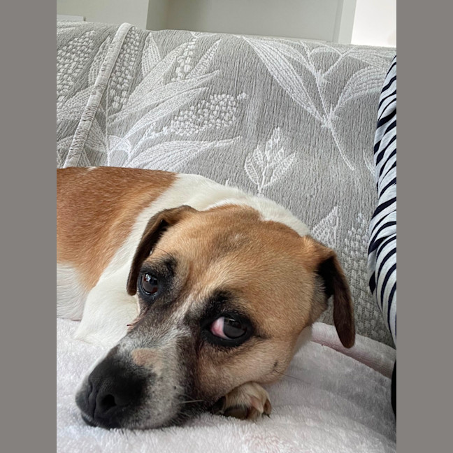 Photo of Muffin