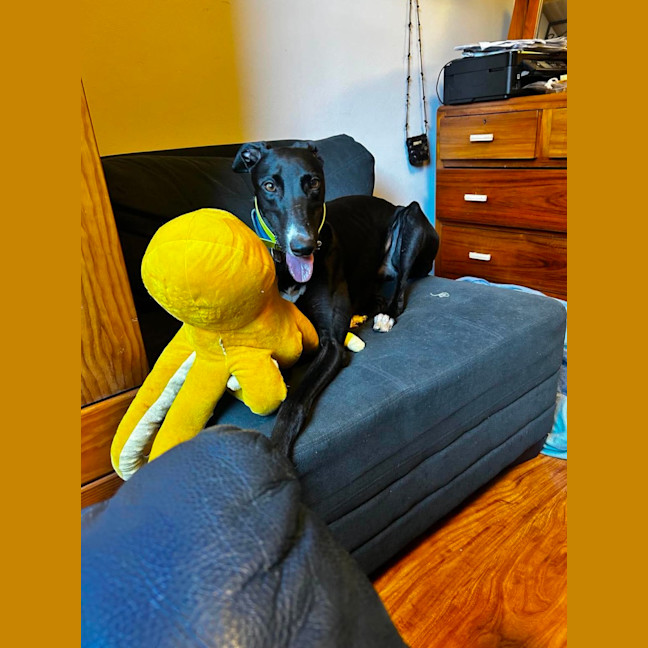 Photo of Layla, The Greyhound