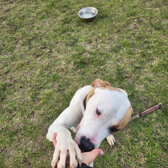 Photo of Bull (66183)