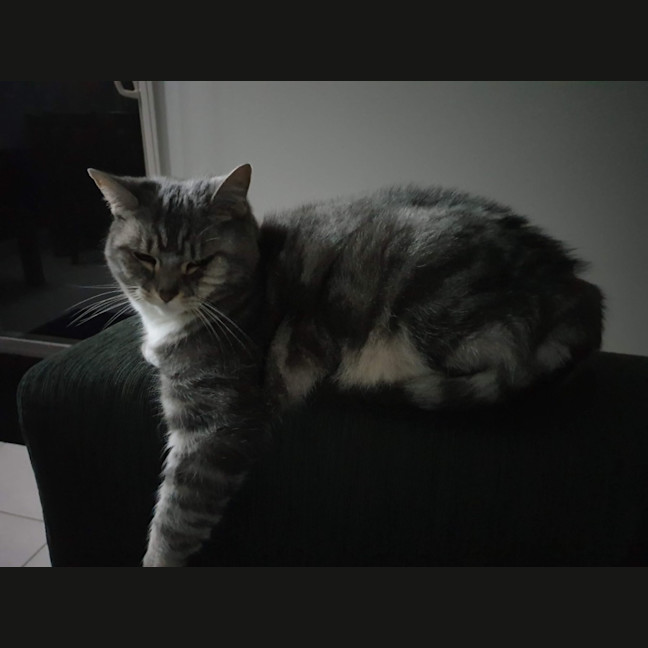 Photo of Cfa (Seefa)