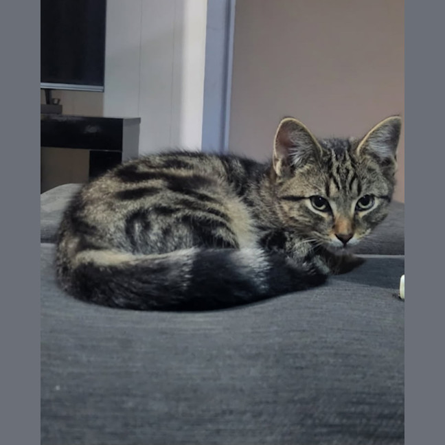 Photo of Ringo