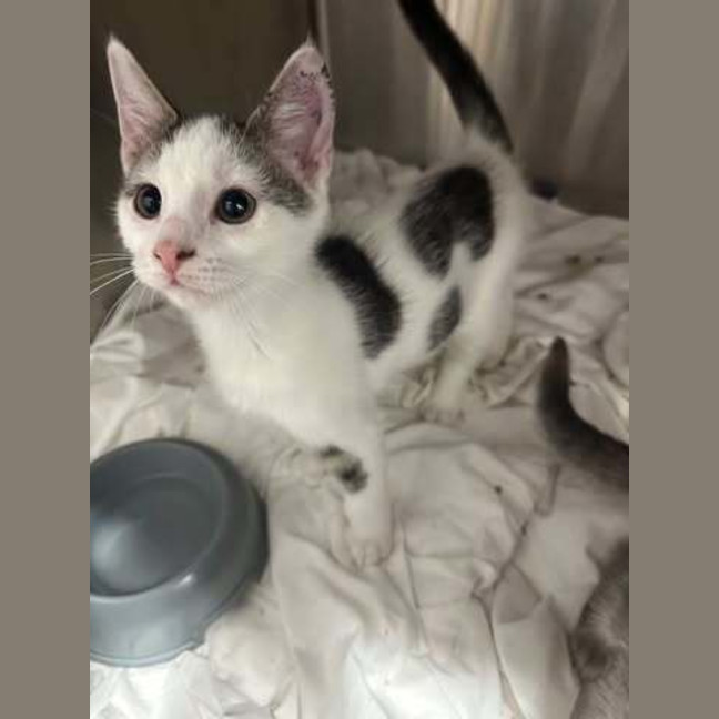 Photo of Binx