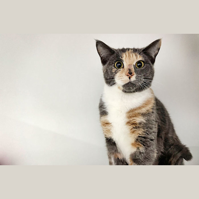 Photo of Misty