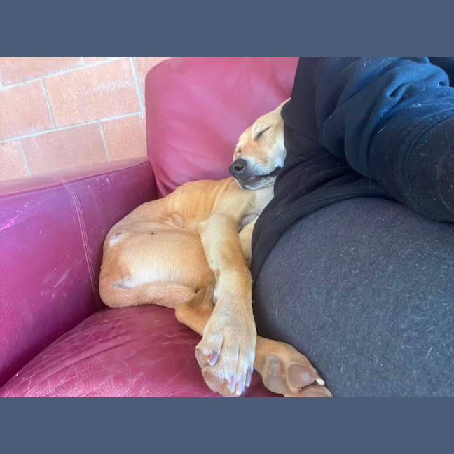 Photo of Daphne