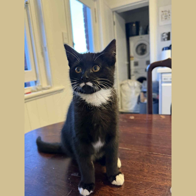 Photo of Pancake & Henry