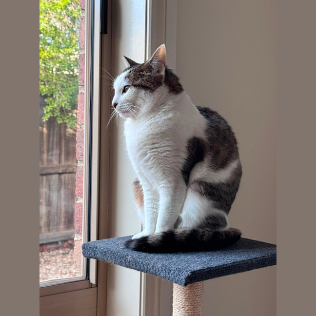Photo of Clover