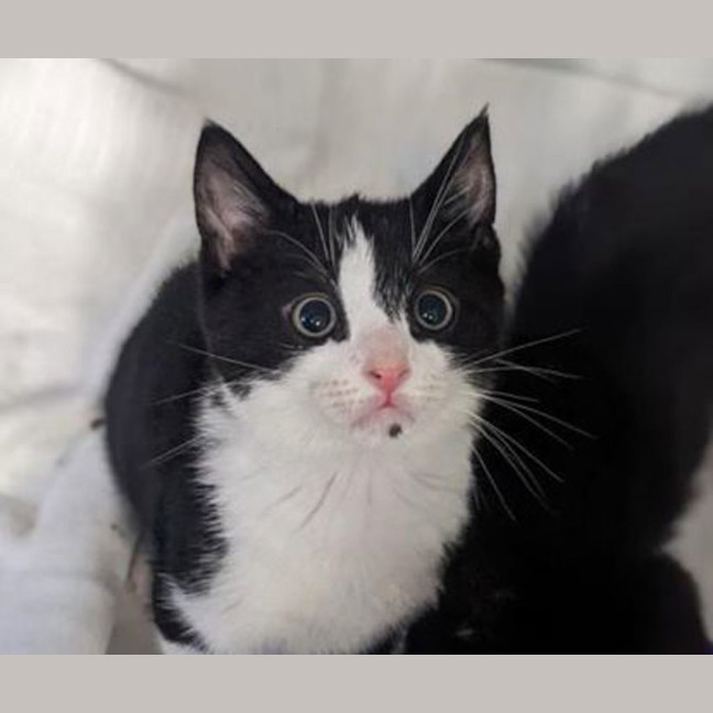 Photo of Jelly Itty Bitty Bean