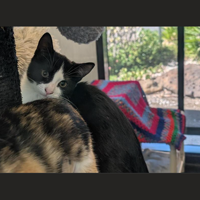 Photo of Slifer The Sky Dragon