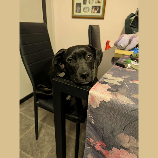 Photo of Echo