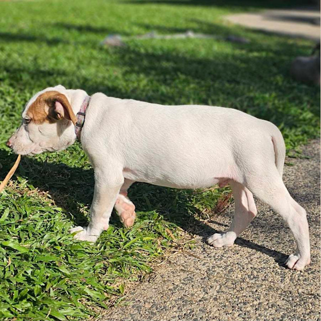 Photo of Domino
