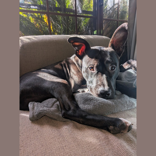 Photo of Dr Spock