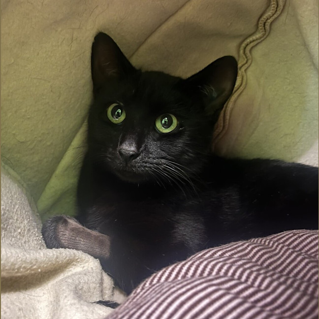 Photo of Circe