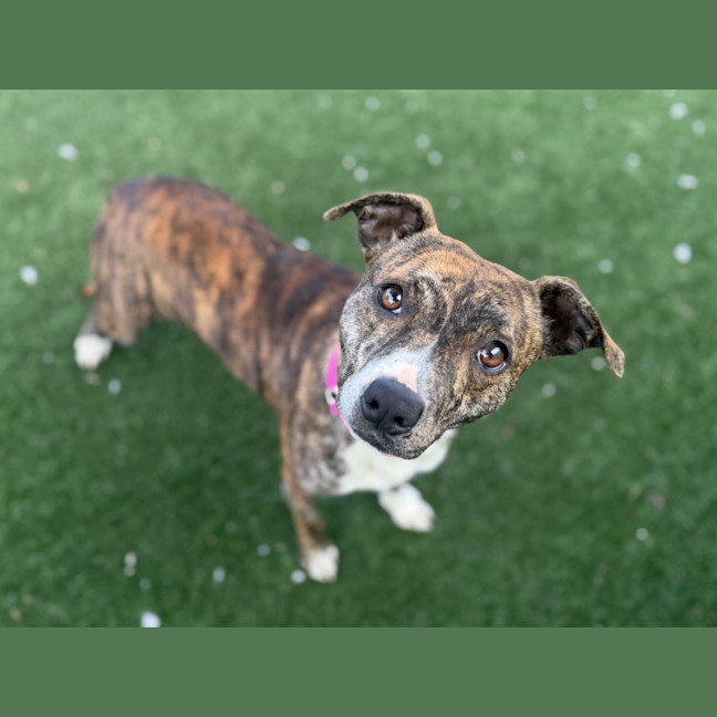 Photo of Coco Imp 1347