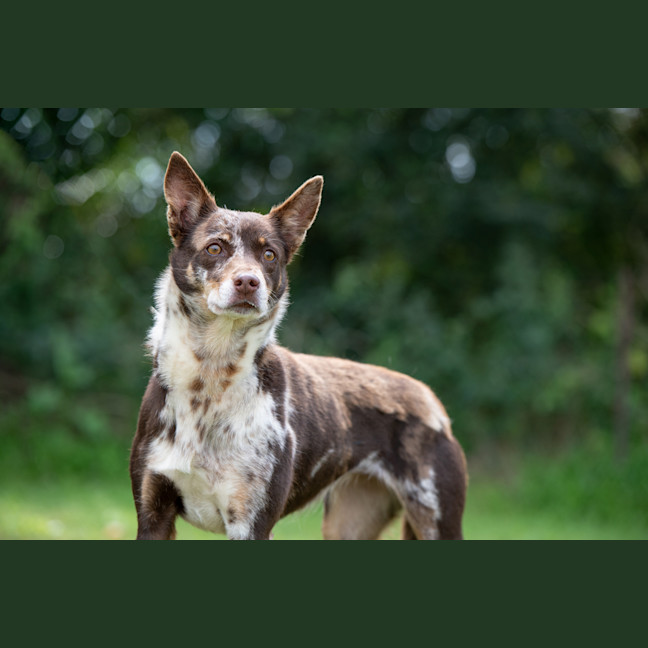 Photo of Bindi
