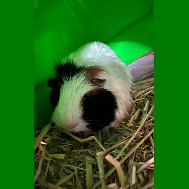 Photo of Bobby