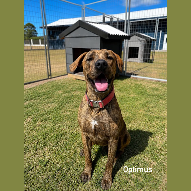 Photo of Optimus