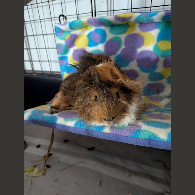 Photo of Tommy