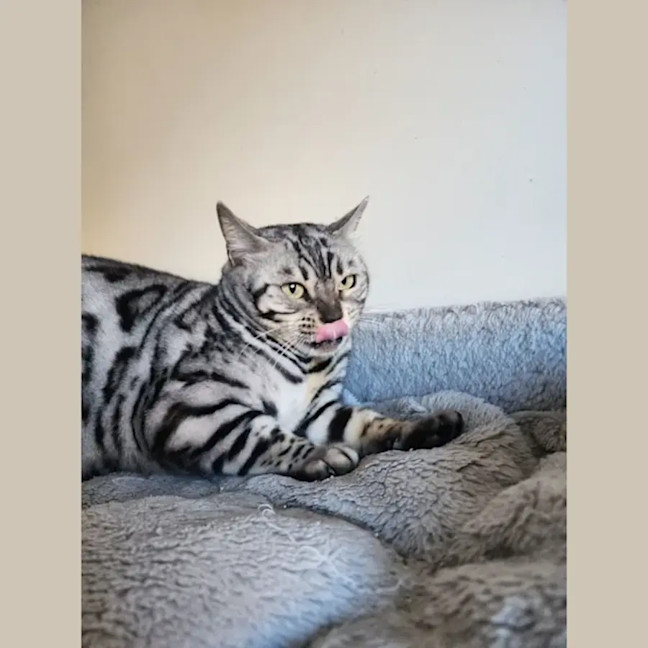 Photo of Chia