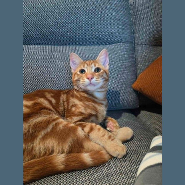 Photo of Tummy Tom