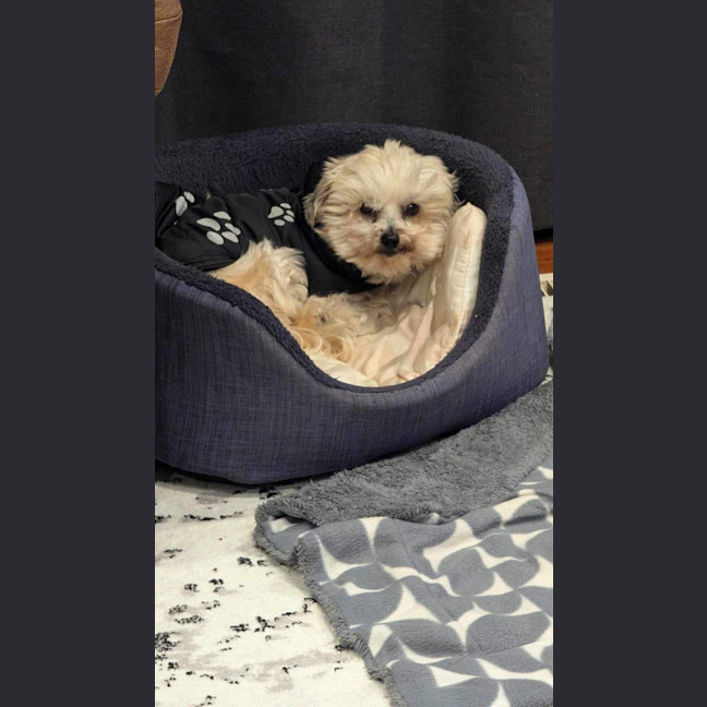Photo of Stella