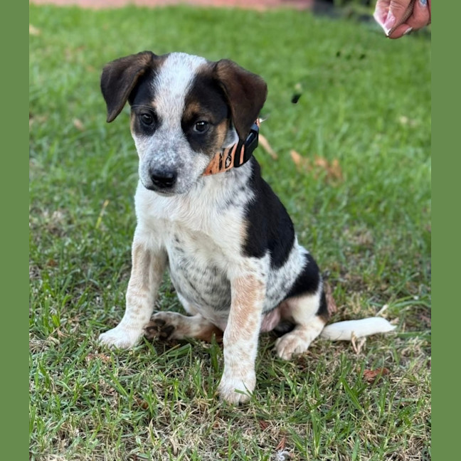 Photo of Curly Wurly 