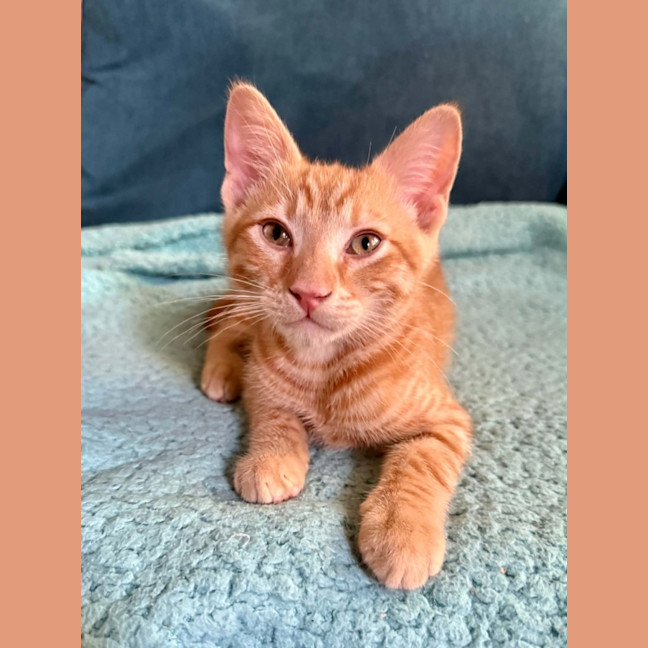 Photo of Apollo 