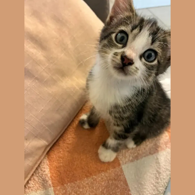 Photo of Bean