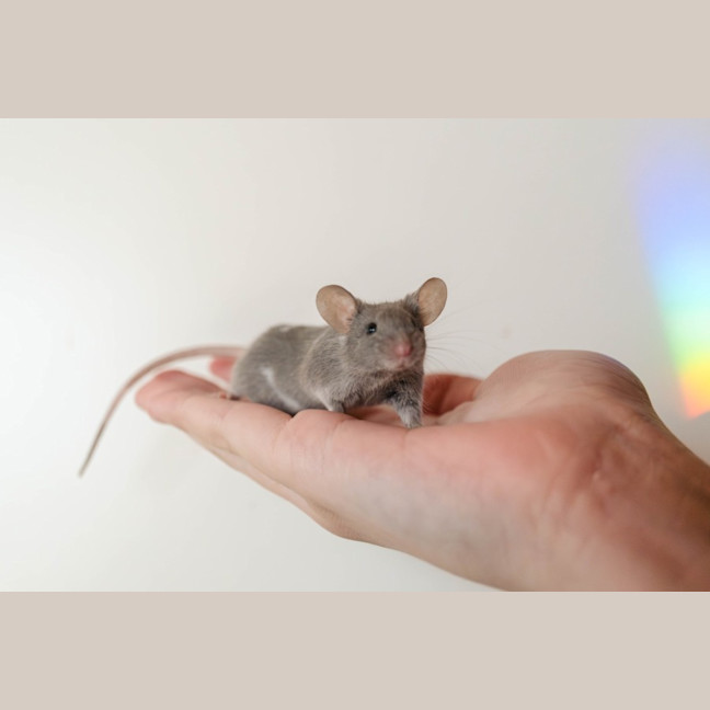 Photo of Rocky & Kinks