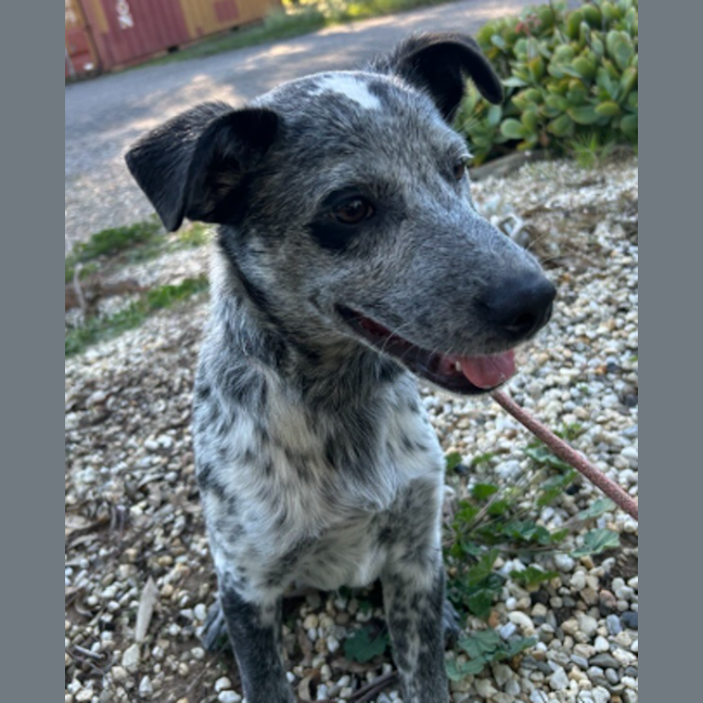 Photo of Banjo