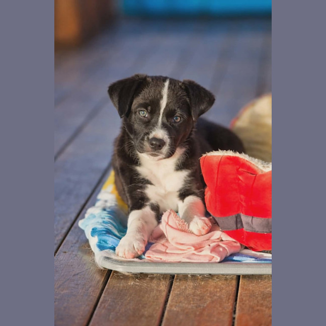 Photo of Asha