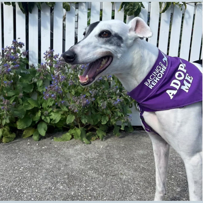 Photo of Phantom